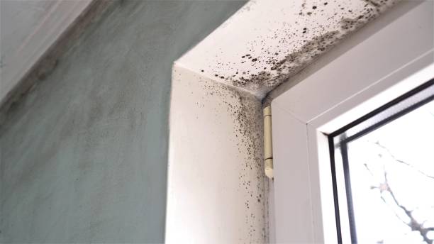 Best Residential Mold Removal  in Kewaunee, WI