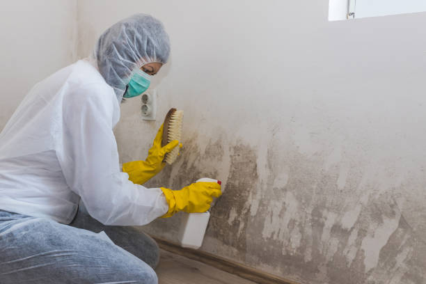 Best Mold Testing  in Kewaunee, WI