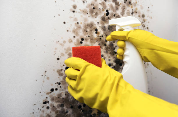 Best Residential Mold Removal  in Kewaunee, WI