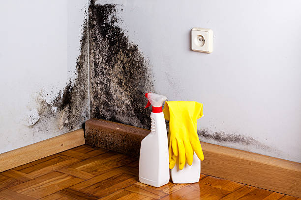 Best Mold Damage Repair  in Kewaunee, WI