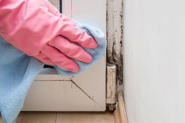 Certified Mold Removal in Kewaunee, WI