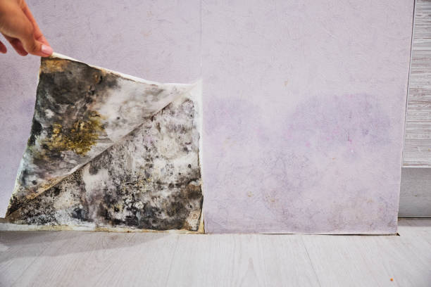 Best Home Mold Removal  in Kewaunee, WI
